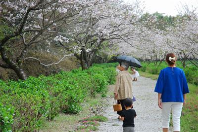 幹線水路と桜・家族