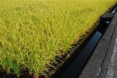 収穫時期の米と水路