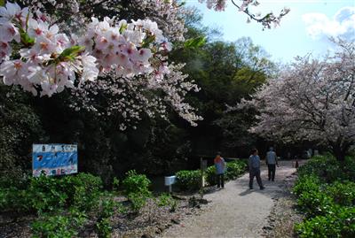 桜と統合幹線水路